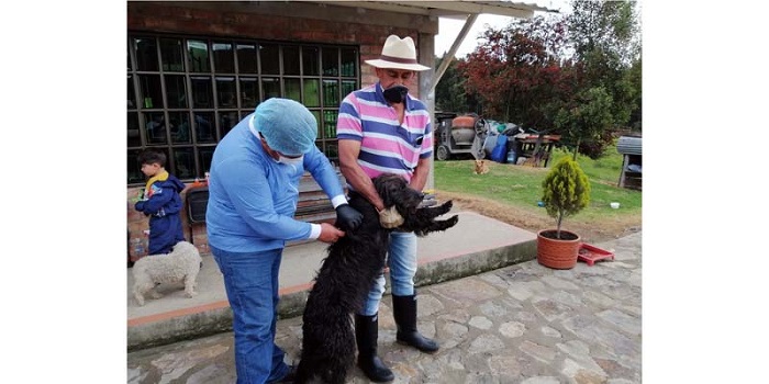 Miércoles: realizarán vacunación canina y felina en Cajicá