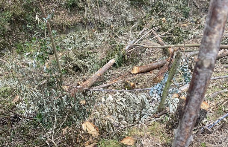 Preocupación por tala de árboles en el sector La Cumbre de Cajicá