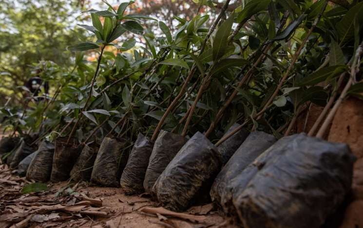 Tocancipá: 25.000 árboles sembrados en homenaje a víctimas de la COVID-19