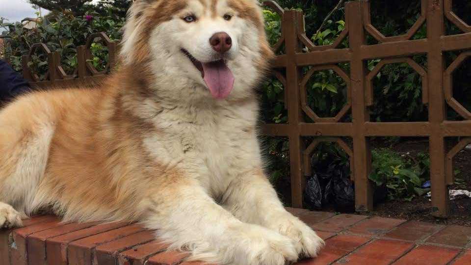 Seis meses de prisión para el responsable de la muerte de un perro en Chía