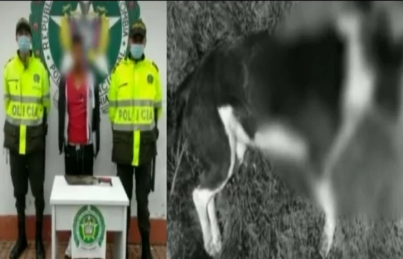 Zipaquirá: Un perro sacrificó su vida por proteger a su cuidadora