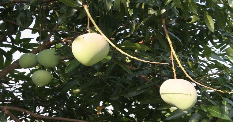 Cundinamarca: Preparará a productores para exportar mango a Estados Unidos