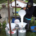 Asoleche anuncia Caída de la producción de leche en Colombia