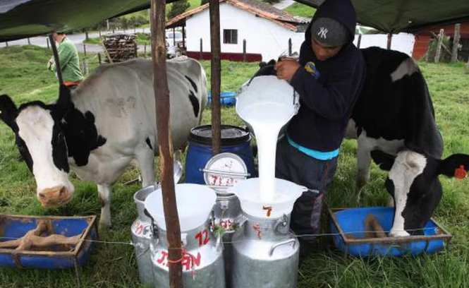 Asoleche anuncia caída de la producción de leche en Colombia
