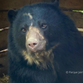 Continúa la búsqueda de Tamá el oso andino