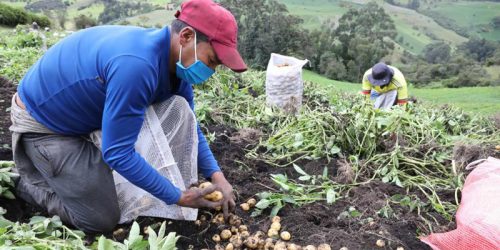 Transporte gratuito para cosechas de campesinos cundinamarqueses