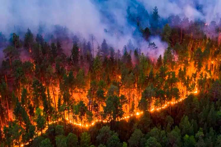 Arde la Tierra: Incendios Forestales, un Estruendoso Grito de Alerta del Cambio Climático