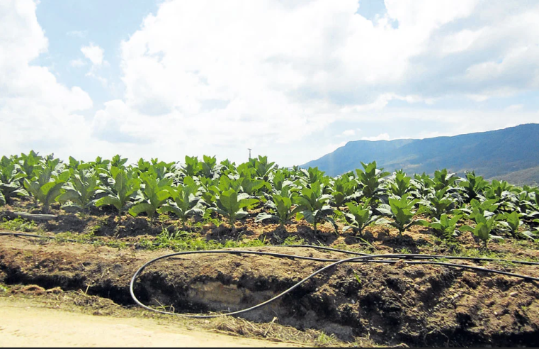 Impacto del Fenómeno de El Niño: Más de 23 Mil Hectáreas de Cultivos Afectadas