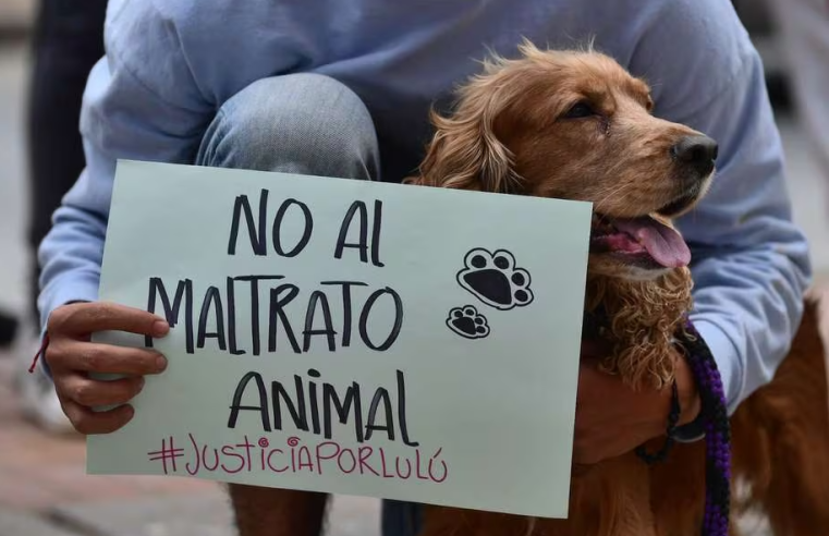 El creciente dilema del maltrato animal: una llamada a la acción para una sociedad más compasiva + Video