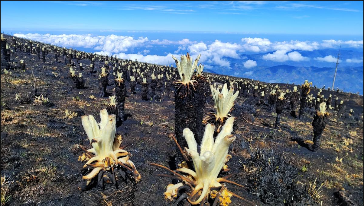 Renacimiento Verde: Frailejones ‘Bebés’ Florecen Tras el Incendio en el Páramo de Berlín