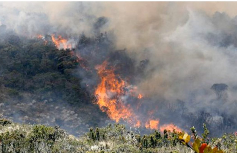 Incendios Forestales: Un Grave Problema Ambiental y de Salud Pública