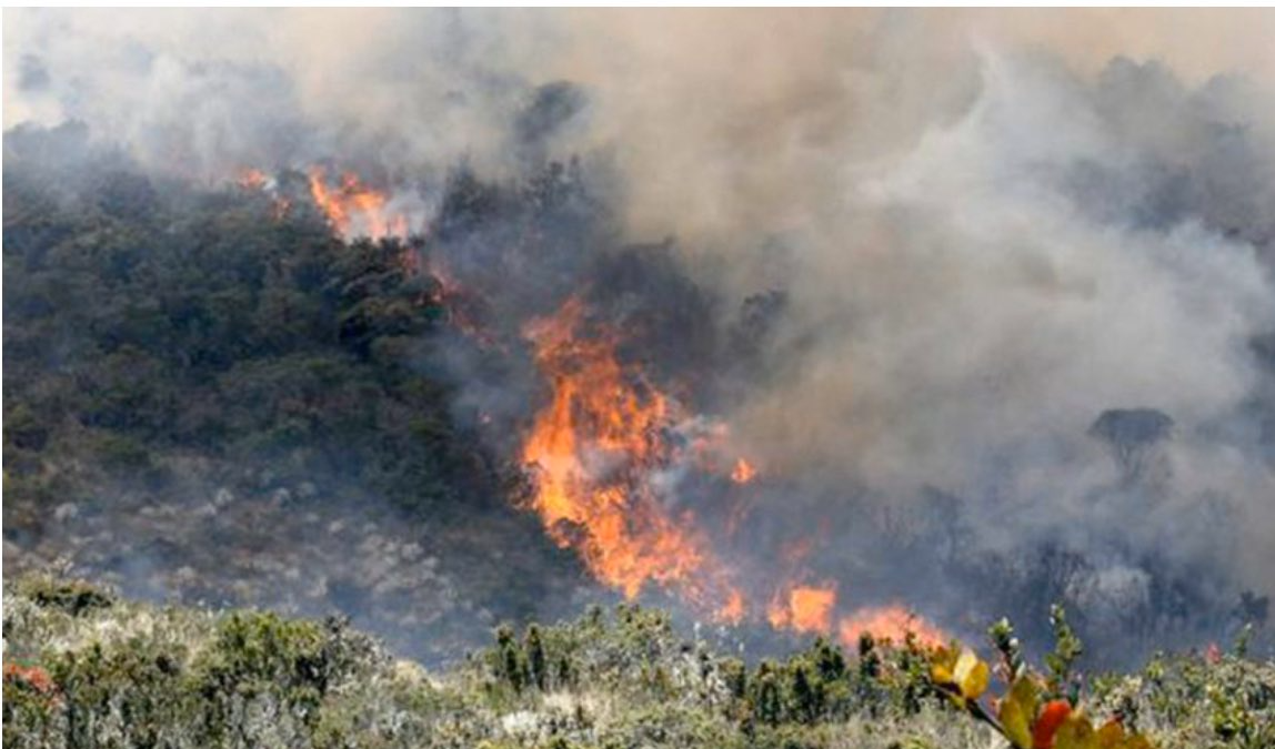 Incendios Forestales: Un Grave Problema Ambiental y de Salud Pública