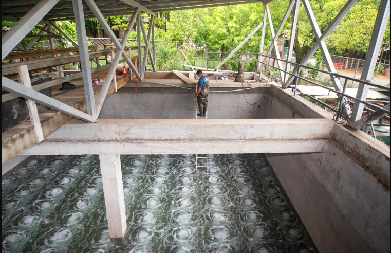 Innovador Sistema “Humedal Artificial” Reemplaza a las Costosas Plantas de Tratamiento de Aguas Residuales