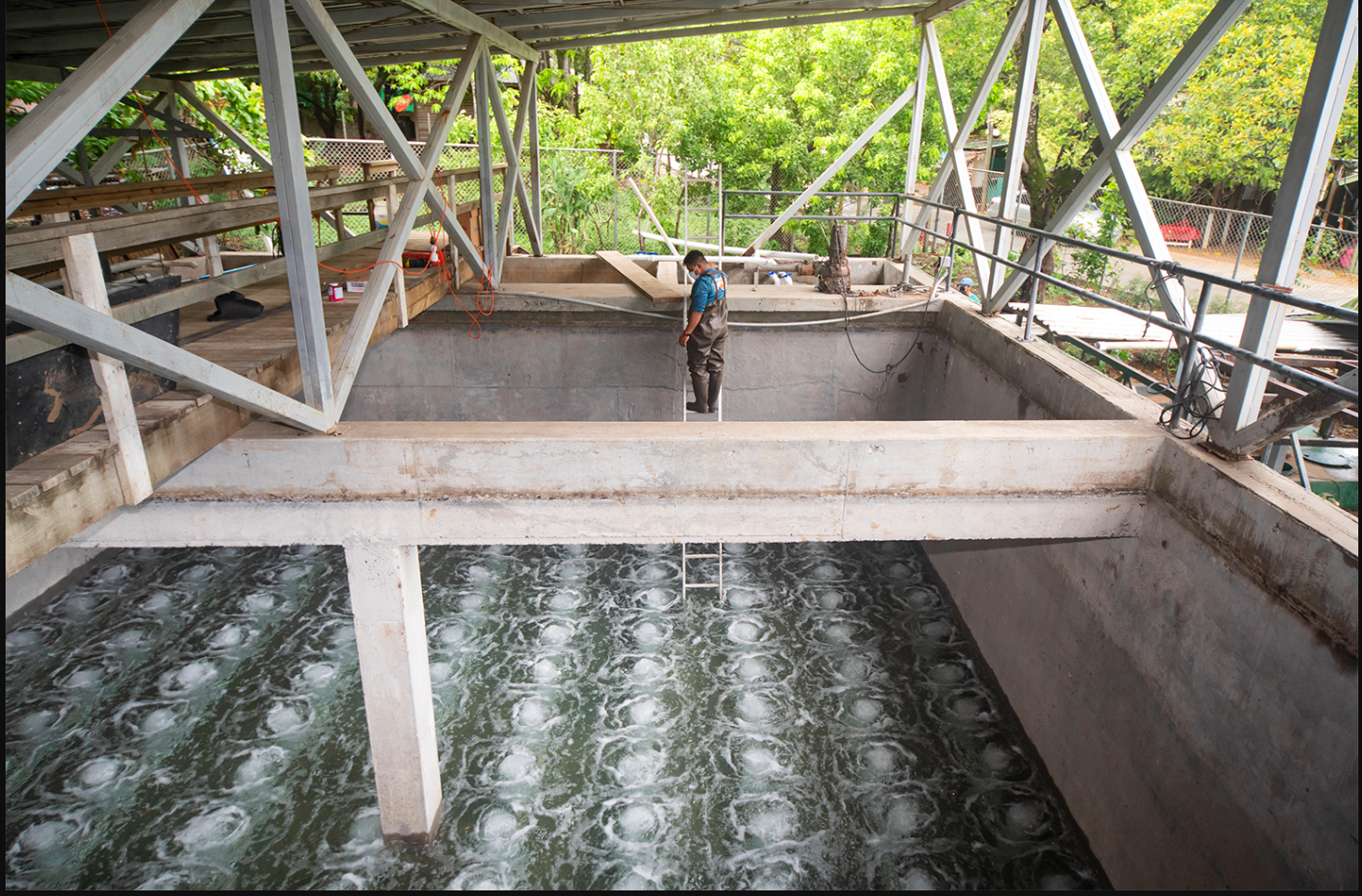 Innovador Sistema “Humedal Artificial” Reemplaza a las Costosas Plantas de Tratamiento de Aguas Residuales
