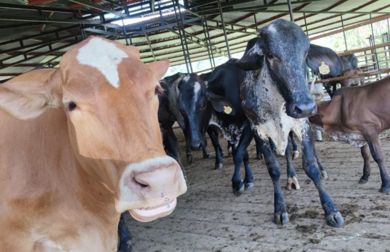 Innovación Sostenible en la Ganadería: Alimentación de Vacas Angus con Residuos de Frutas y Flores en Sopó