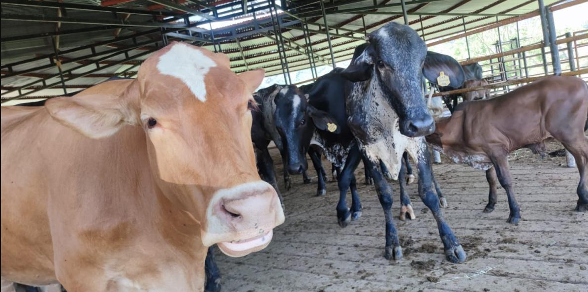 Innovación Sostenible en la Ganadería: Alimentación de Vacas Angus con Residuos de Frutas y Flores en Sopó