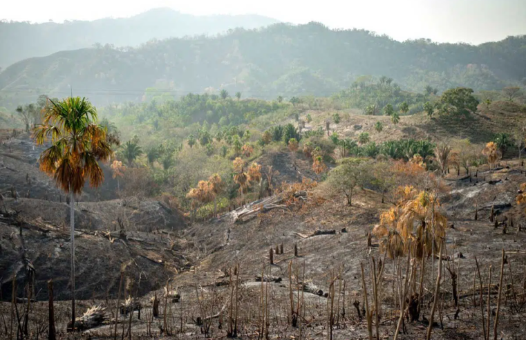 Un Eco de Urgencia: La Pérdida de Biodiversidad en Colombia