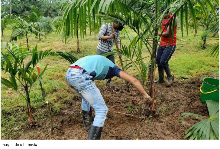 Extensión Agropecuaria en Colombia: Un Servicio Tardío e Ineficaz