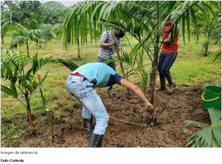 Extensión Agropecuaria en Colombia: Un Servicio Tardío e Ineficaz