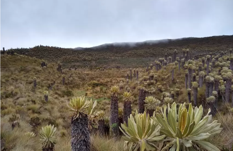 CAR Cundinamarca busca justicia por daños al Páramo Cruz Verde