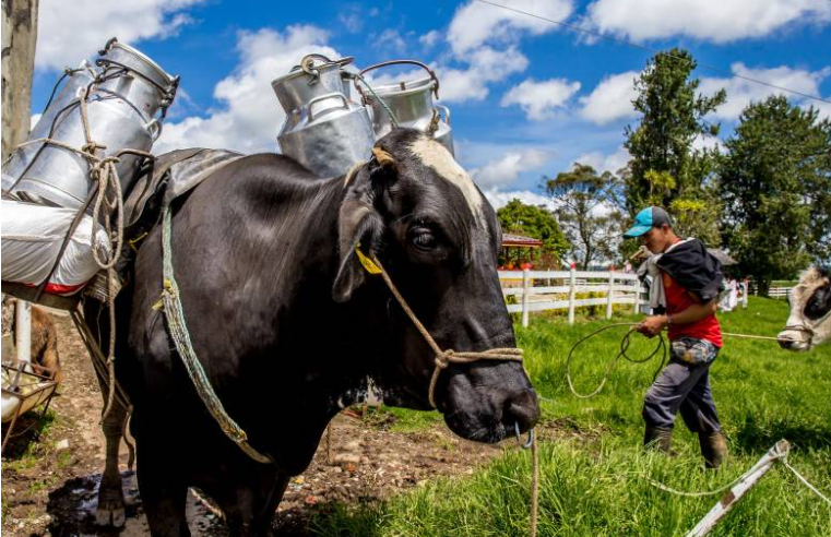 Retos y Oportunidades de la Industria Láctea en Colombia
