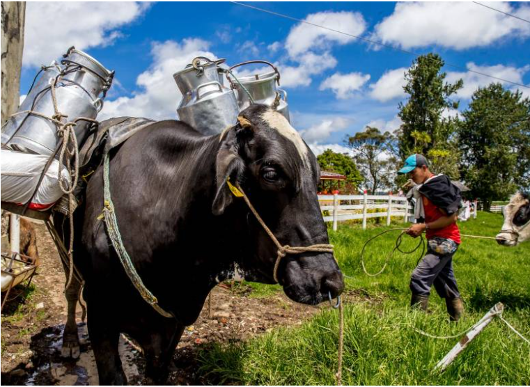 Retos y Oportunidades de la Industria Láctea en Colombia