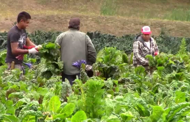 La Agricultura Campesina Aporta el 70 % de la Producción de Alimentos en Colombia