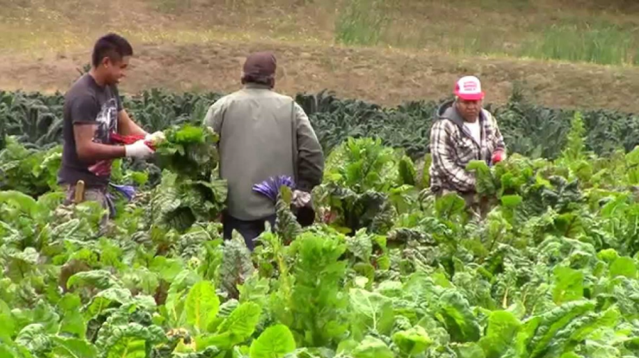 La Agricultura Campesina Aporta el 70 % de la Producción de Alimentos en Colombia