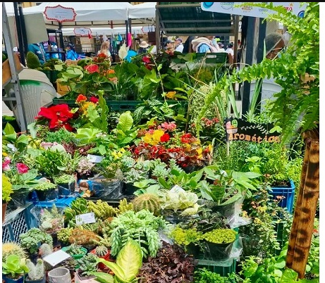 Productos Cundinamarqueses Brillan en el Gran Mercado Campesino de Bogotá