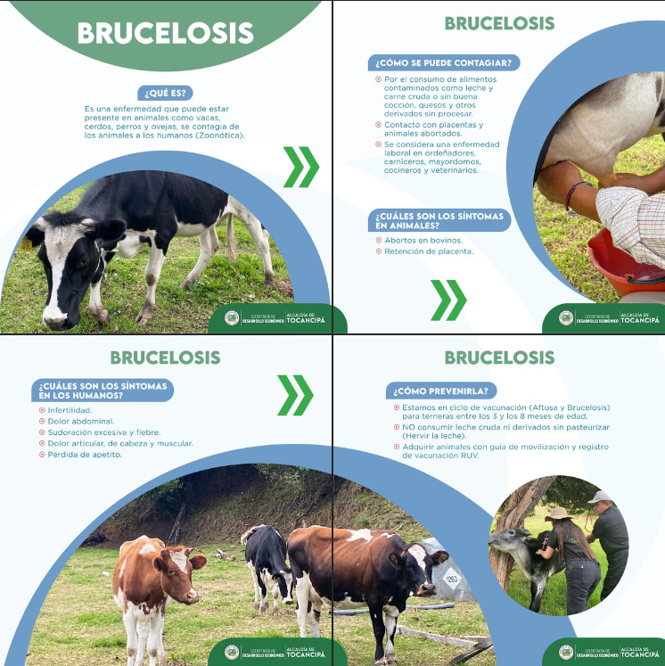 Día Mundial de la Zoonosis: Concienciación sobre la Brucelosis y su Impacto en la Salud