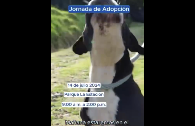 Jornada de Adopción en Cajicá: Una Oportunidad para Dar Amor y Hogar a Mascotas + Video