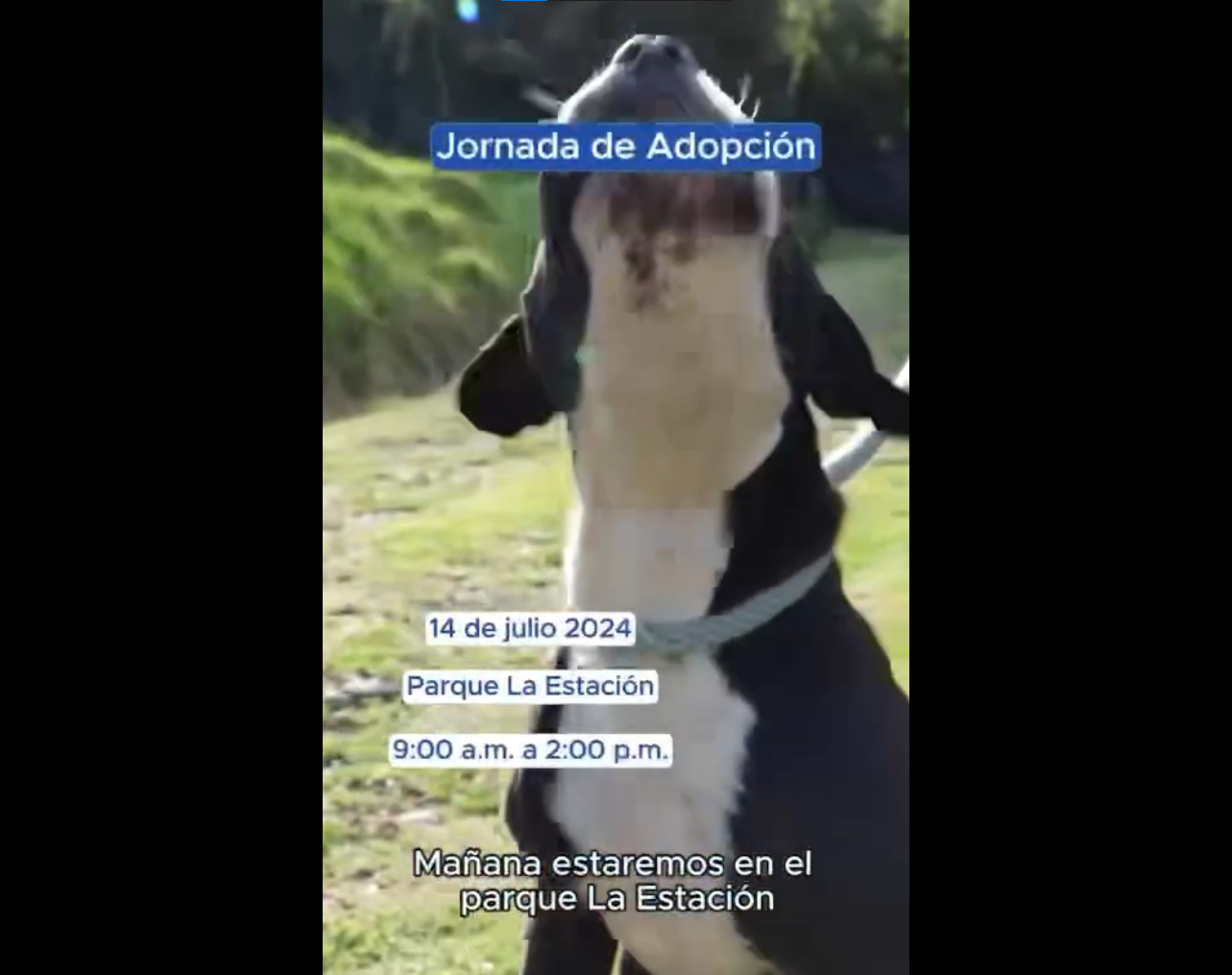 Jornada de Adopción en Cajicá: Una Oportunidad para Dar Amor y Hogar a Mascotas + Video