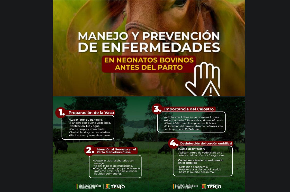 Claves para el Manejo y Prevención de Enfermedades en Terneros Recién Nacidos