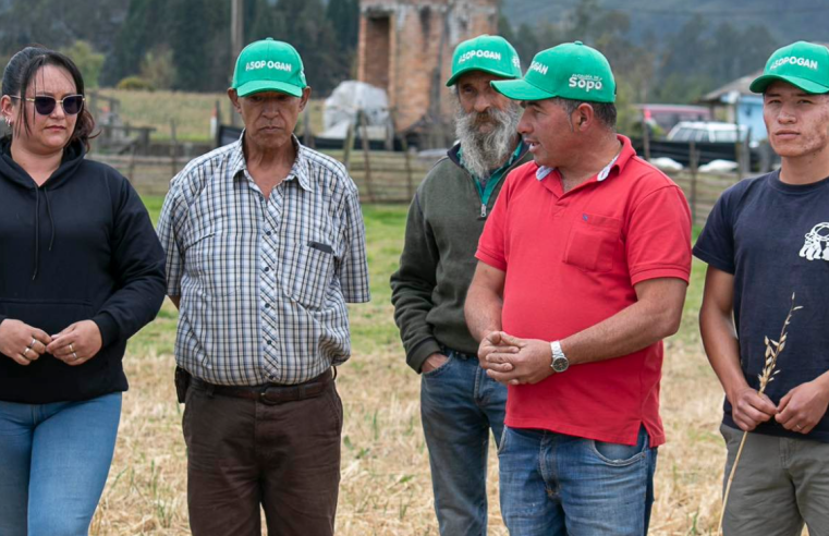 Exitosa cosecha de silo en Pueblo Viejo gracias a sistemas silvopastoriles