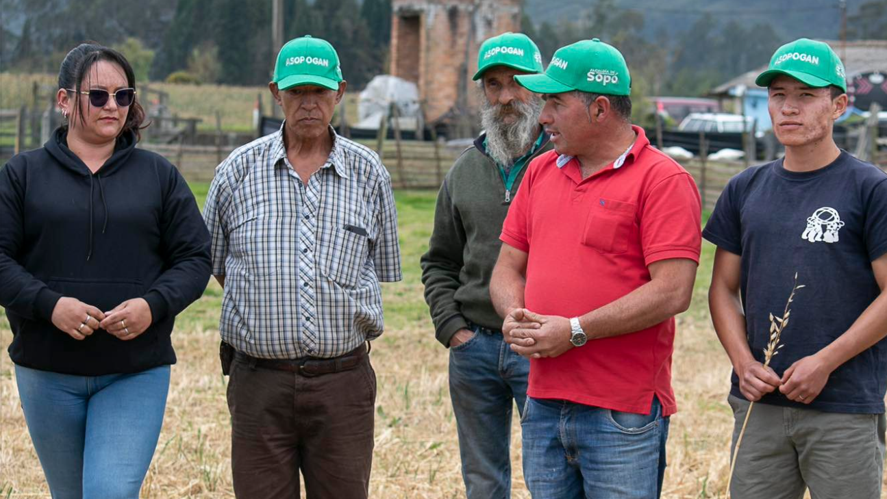 Exitosa cosecha de silo en Pueblo Viejo gracias a sistemas silvopastoriles