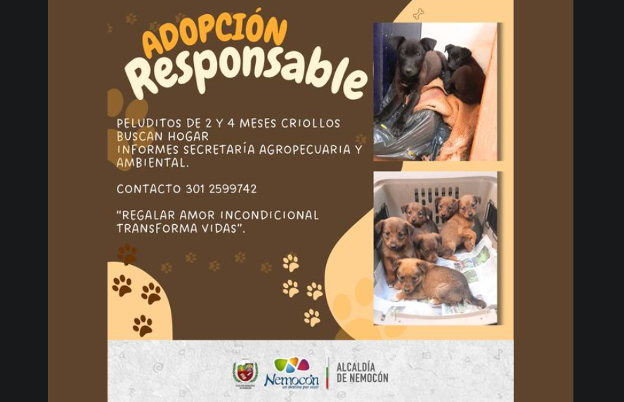 Peluditos en Busca de un Hogar: Adopción Responsable