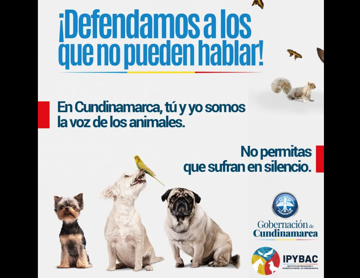 Instituto de Protección y Bienestar Animal de Cundinamarca promueve la prevención del maltrato animal