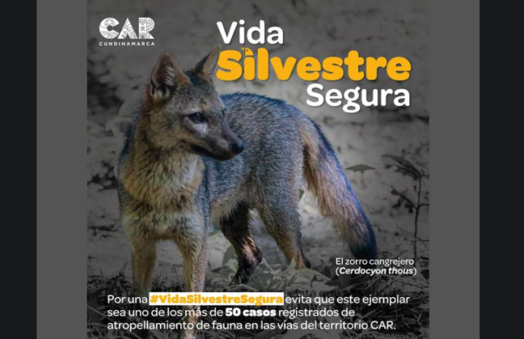 Precaución en la vía: clave para proteger la vida de los animales silvestres