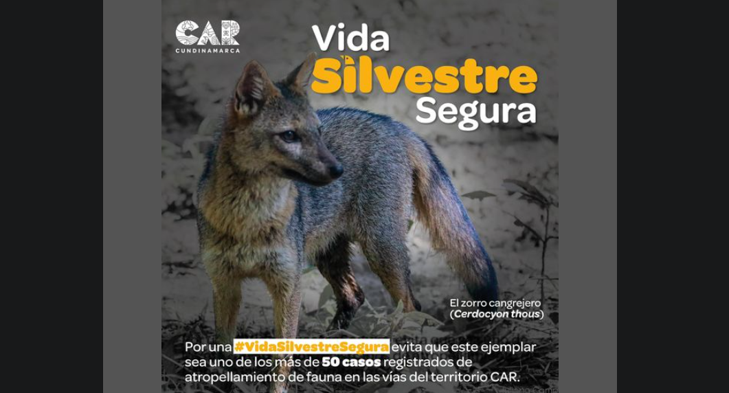 Precaución en la vía: clave para proteger la vida de los animales silvestres