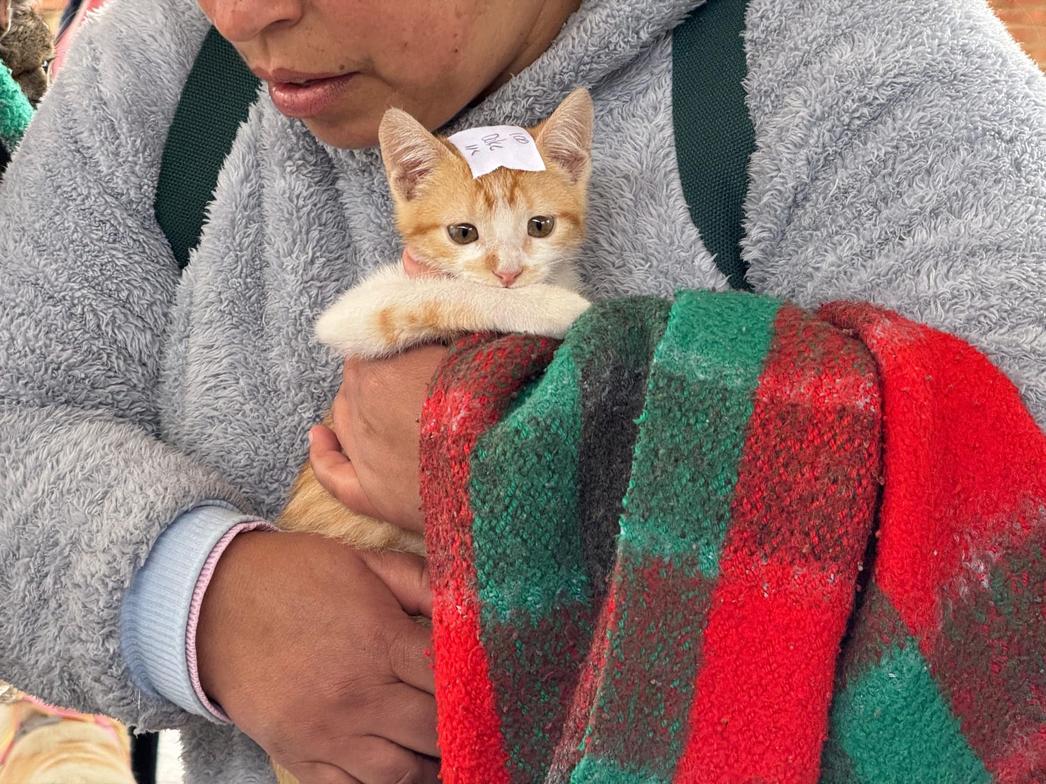 Campaña Gratuita de Esterilización Beneficia a 130 Mascotas en Tenjo