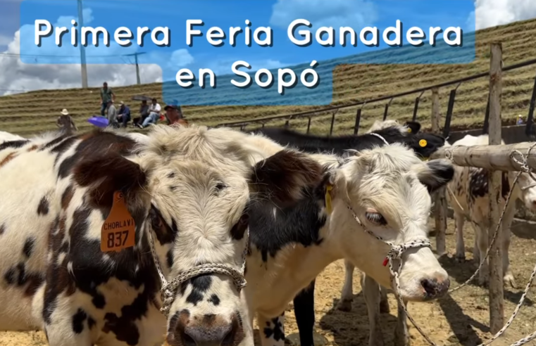 Éxito del Primer Mercado Ganadero de Sopó: Un Espacio para la Tradición y el Comercio + Video