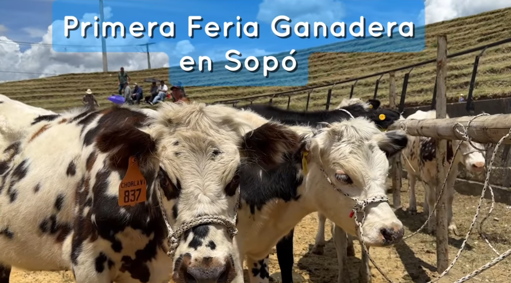 Éxito del Primer Mercado Ganadero de Sopó: Un Espacio para la Tradición y el Comercio + Video