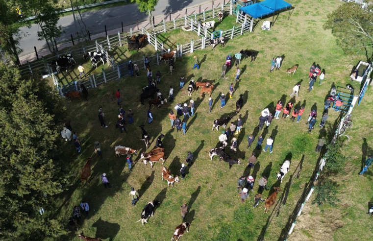 Éxito en el tercer mercado ganadero en Cogua: una jornada de tradición y oportunidades