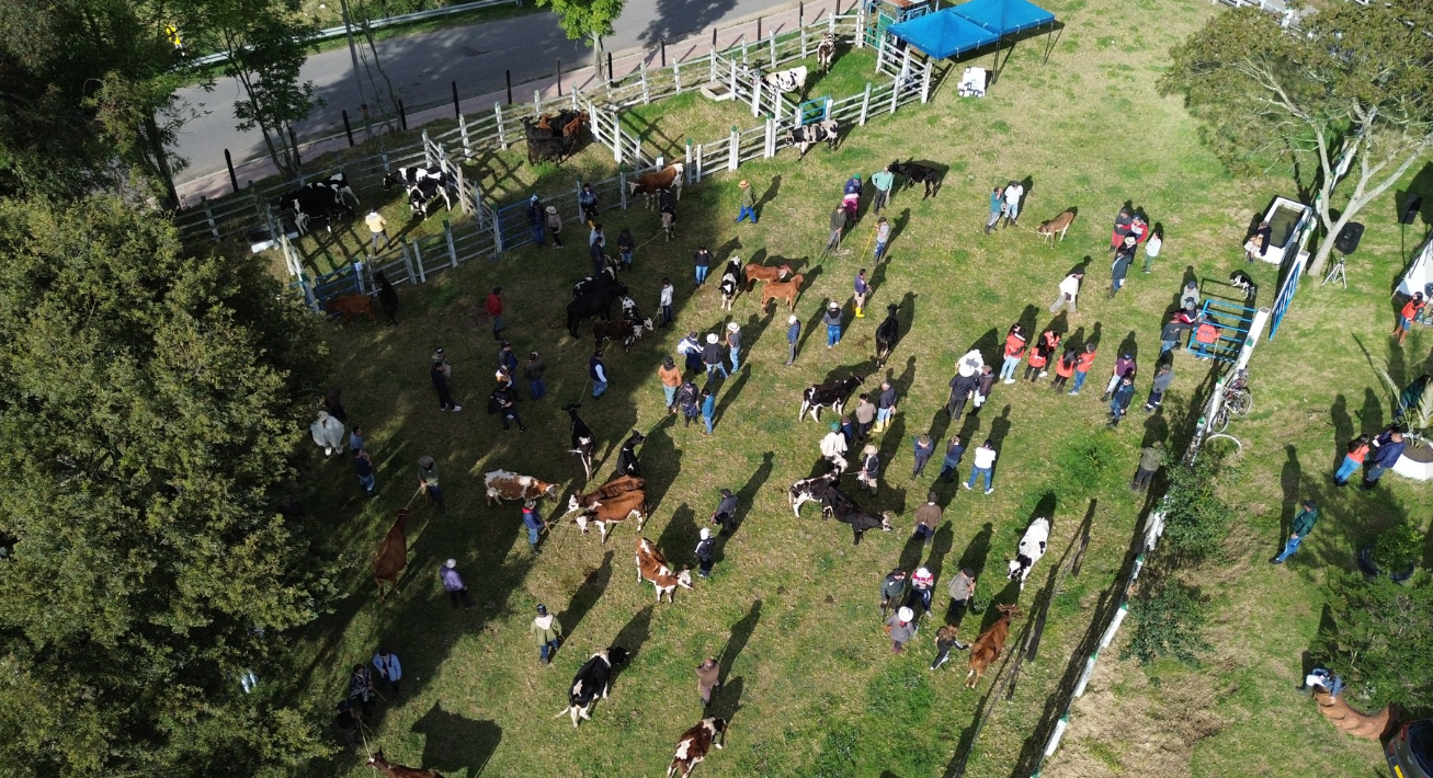 Éxito en el tercer mercado ganadero en Cogua: una jornada de tradición y oportunidades