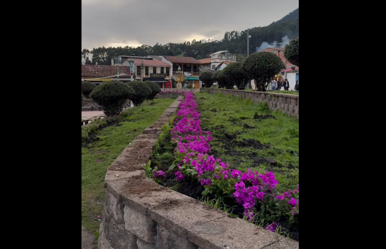 Reforestación en marcha: parques se transforman en espacios de encuentro familiar y turístico + Video