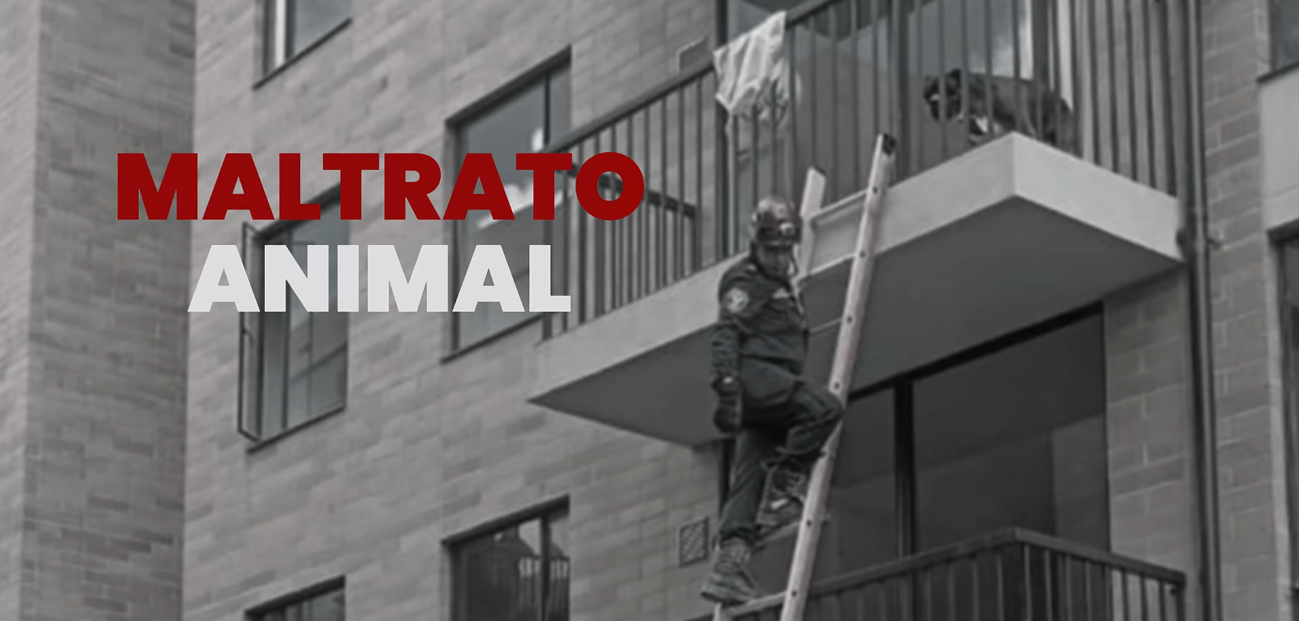 Avanzan investigaciones en caso de maltrato animal en Cajicá + Video