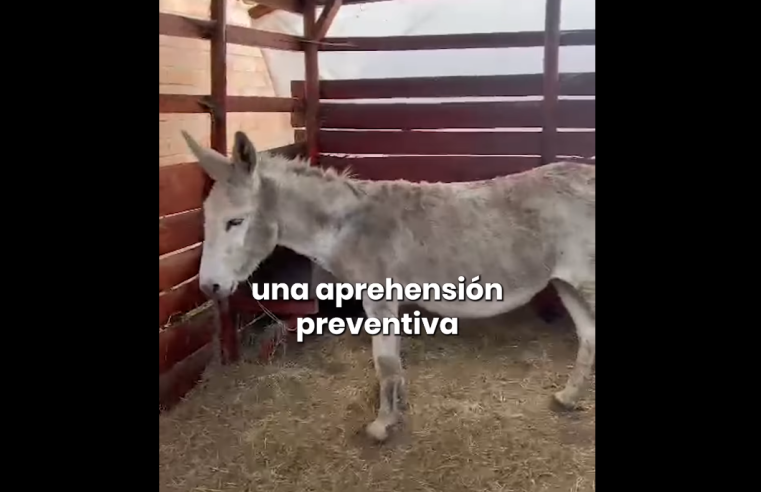 Bajo cuidado un asno rescatado tras denuncia ciudadana en Cajicá + Video