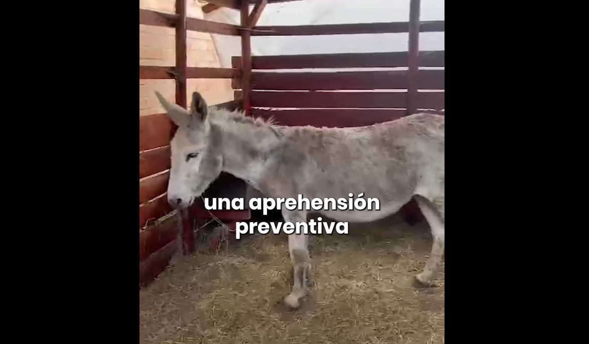 Bajo cuidado un asno rescatado tras denuncia ciudadana en Cajicá + Video