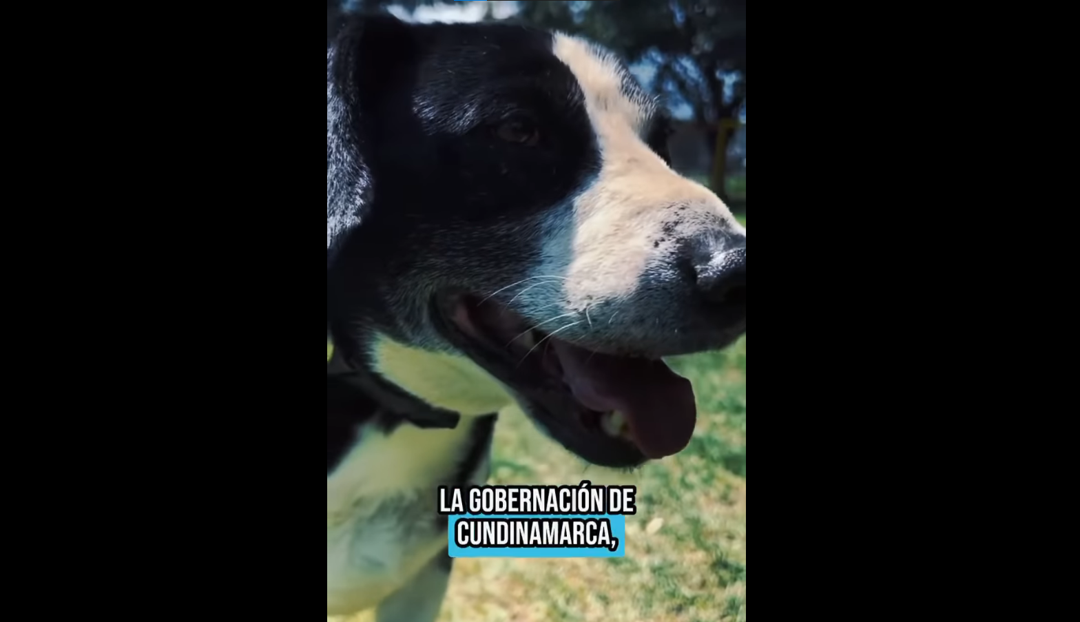 IPYBAC lidera campaña de solidaridad para animales en condición de vulnerabilidad esta Navidad + Video