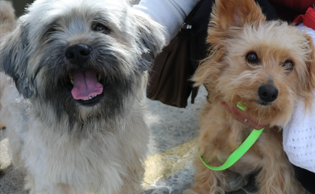 Tocancipá avanza en jornadas de esterilización para el bienestar animal